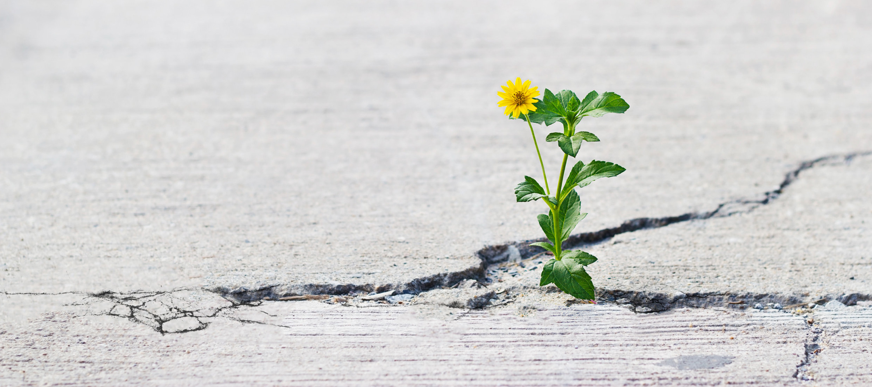 Eine einzelne Blume wächst aus Betonboden